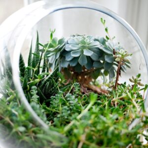 NEW! Terrarium—Plant an Ecosystem! #229
