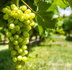 NEW! Grapes You've Never Heard Of