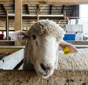 Maryland Sheep and Wool Festival
