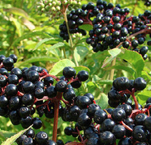 NEW! Foraging Fun Near the Cresham Woods