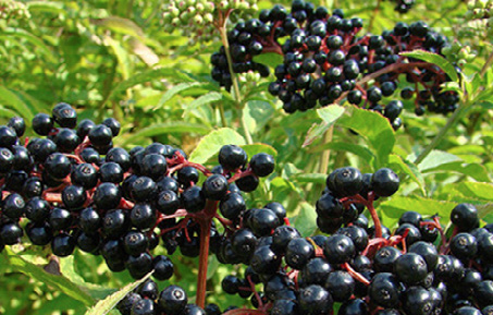NEW! Foraging Fun Near the Cresham Woods