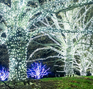 Holiday Lights & Sparkle: Longwood Gardens & Du Pont's First Home