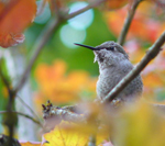 Fall & Winter Birding in the Delaware Valley